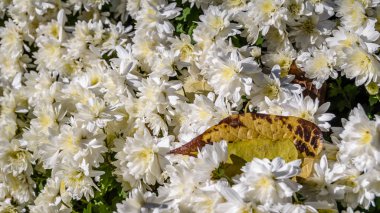 Beyaz kasımpatı çiçeği