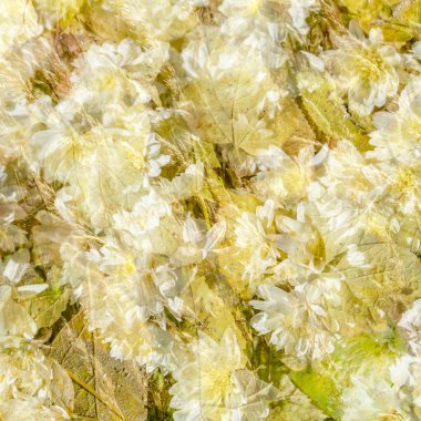 renkli sonbahar arka plan