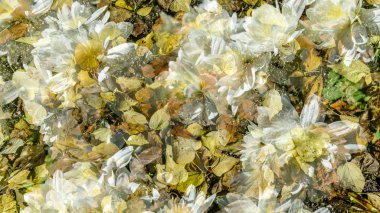 renkli sonbahar arka plan