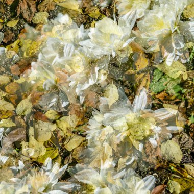 renkli sonbahar arka plan