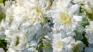 Beyaz kasımpatı çiçeği