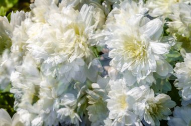 Beyaz kasımpatı çiçeği