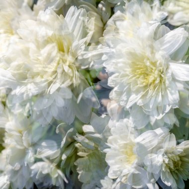 Beyaz kasımpatı çiçeği