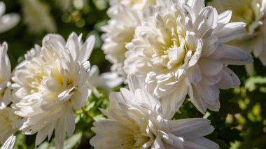 Beyaz kasımpatı çiçeği