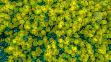 sarı kasımpatı çiçeği