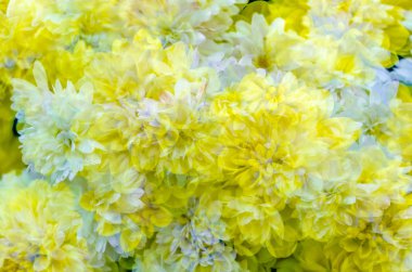 sarı kasımpatı çiçeği