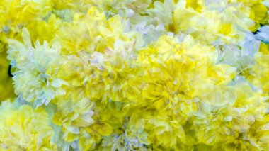 sarı kasımpatı çiçeği