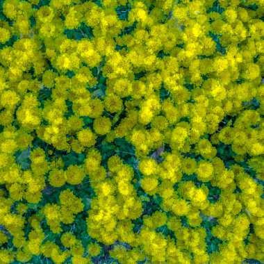 sarı kasımpatı çiçeği