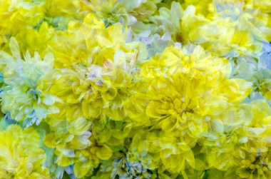 sarı kasımpatı çiçeği