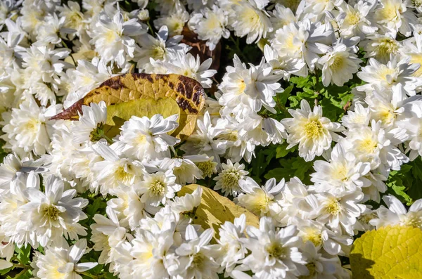 White chrysanthemum flower — Stock Photo, Image
