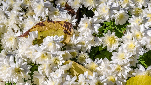 Beyaz kasımpatı çiçeği