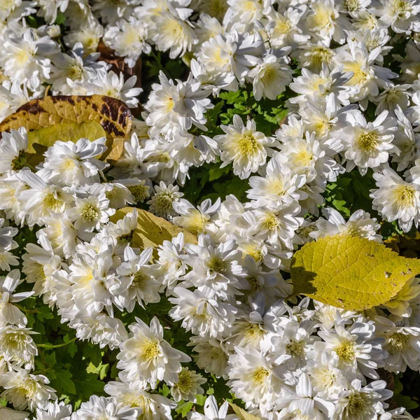 Fiore di crisantemo bianco — Foto Stock