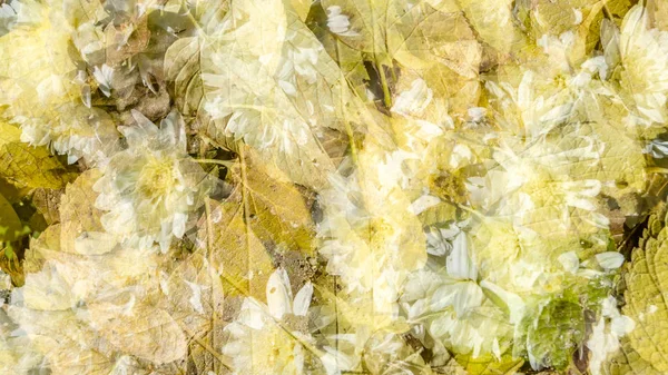 renkli sonbahar arka plan