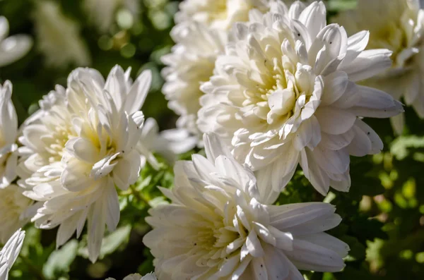 Beyaz kasımpatı çiçeği