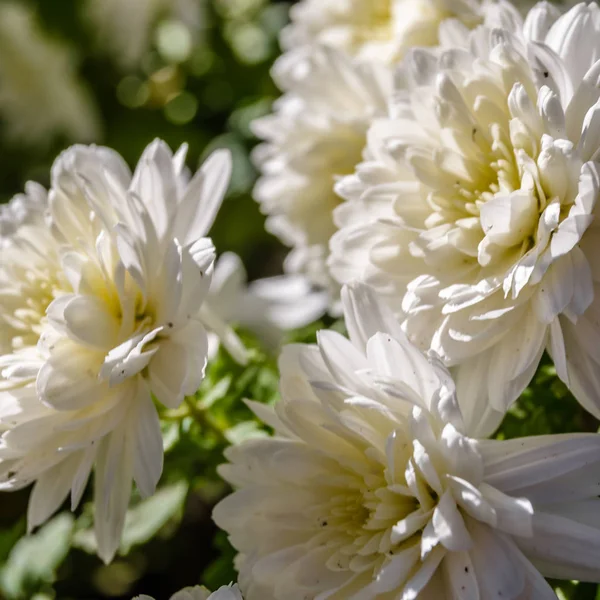 Fleur de chrysanthème blanche — Photo