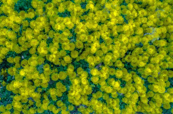 sarı kasımpatı çiçeği