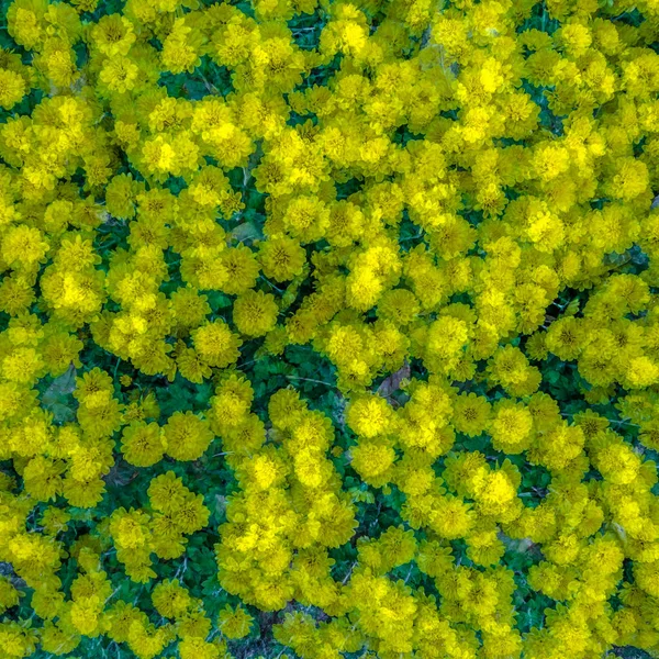 sarı kasımpatı çiçeği