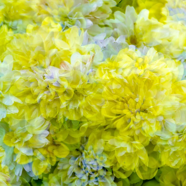 sarı kasımpatı çiçeği