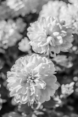 Siyah ve beyaz sonbahar çiçekler