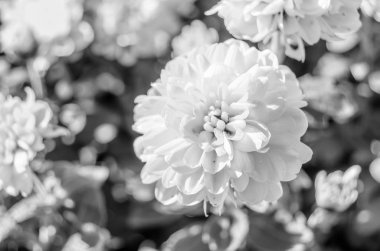 Siyah ve beyaz sonbahar çiçekler