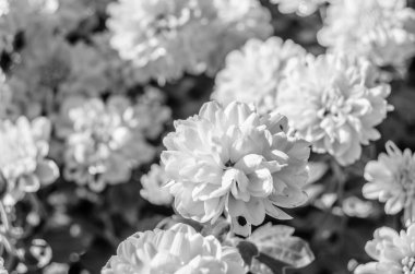 Siyah ve beyaz sonbahar çiçekler