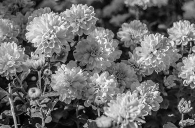 Siyah ve beyaz sonbahar çiçekler