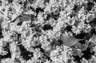 Siyah ve beyaz sonbahar çiçekler