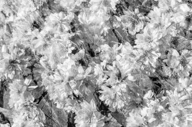 Siyah ve beyaz sonbahar çiçekler