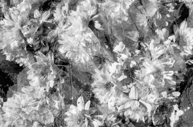 Siyah ve beyaz sonbahar çiçekler