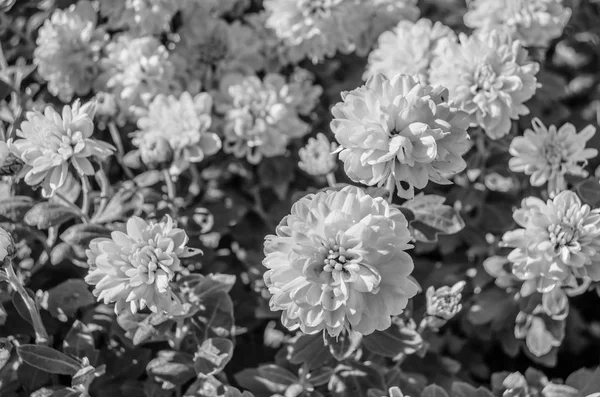 Черно-белые осенние цветы — стоковое фото