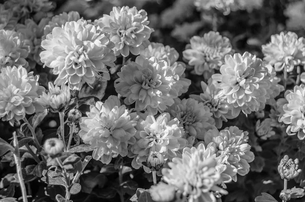 Siyah ve beyaz sonbahar çiçekler