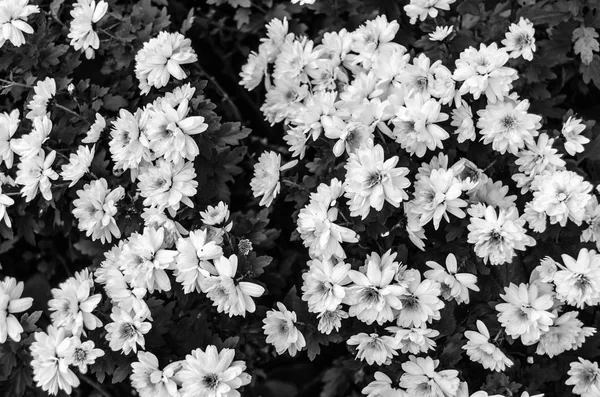 Черно-белые осенние цветы — стоковое фото
