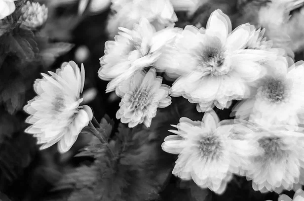 Flores de otoño en blanco y negro — Foto de Stock