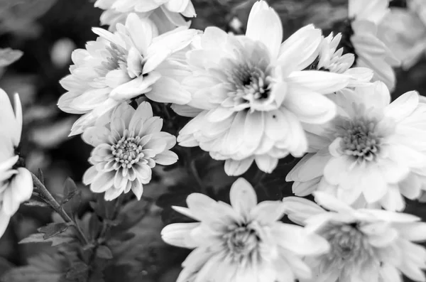 Svart och vit höst blommor — Stockfoto