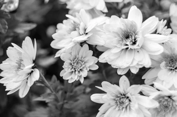 Flores de otoño en blanco y negro — Foto de Stock