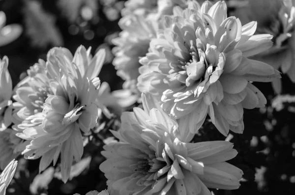 黑色和白色的秋花 — 图库照片