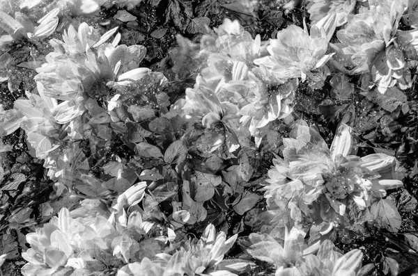 Jesienne kwiaty biało-czarne — Zdjęcie stockowe