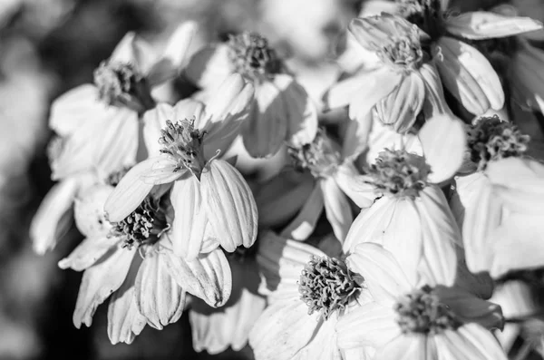 Flores de otoño en blanco y negro — Foto de Stock