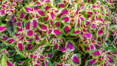 Coleus bitki süs yaprakları