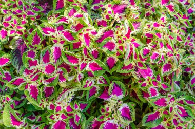 Coleus bitki süs yaprakları