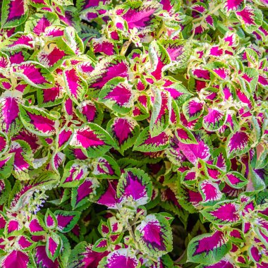 Coleus bitki süs yaprakları