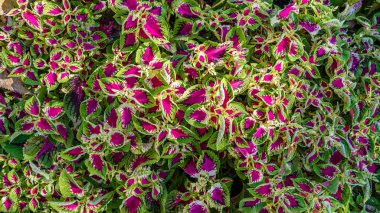 Coleus bitki süs yaprakları