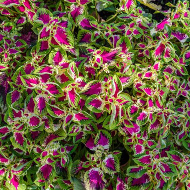 Coleus bitki süs yaprakları