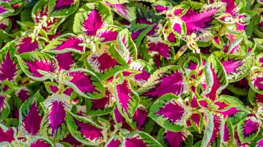 Coleus bitki süs yaprakları