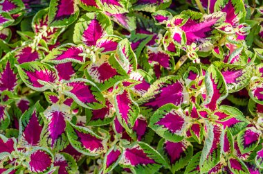 Coleus bitki süs yaprakları