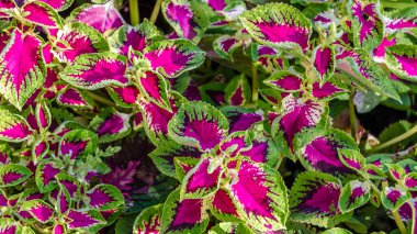 Coleus bitki süs yaprakları