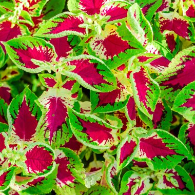 Coleus bitki süs yaprakları