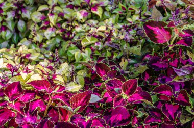 Coleus bitki süs yaprakları