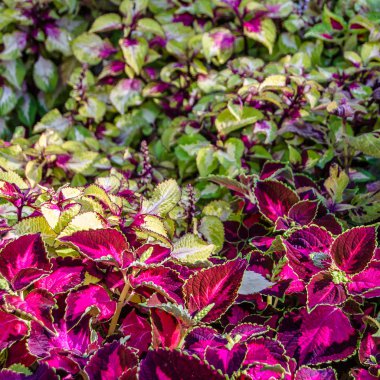 Coleus bitki süs yaprakları