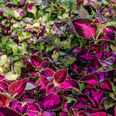 Coleus bitki süs yaprakları